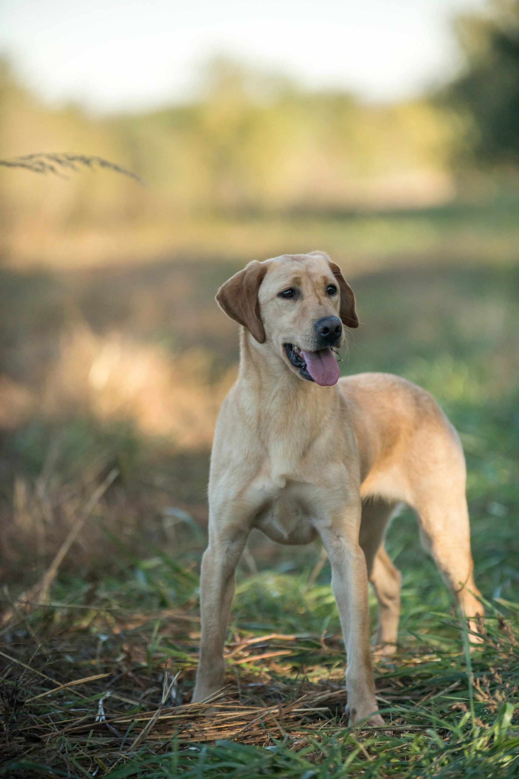 pointing lab puppies