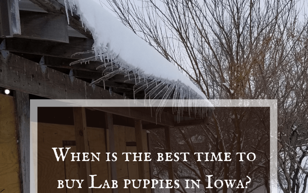 When are the best Lab Puppies for Sale in Iowa?