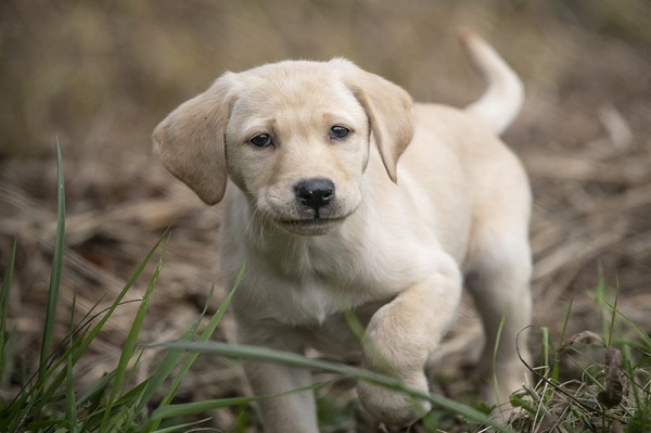 pointing lab puppies