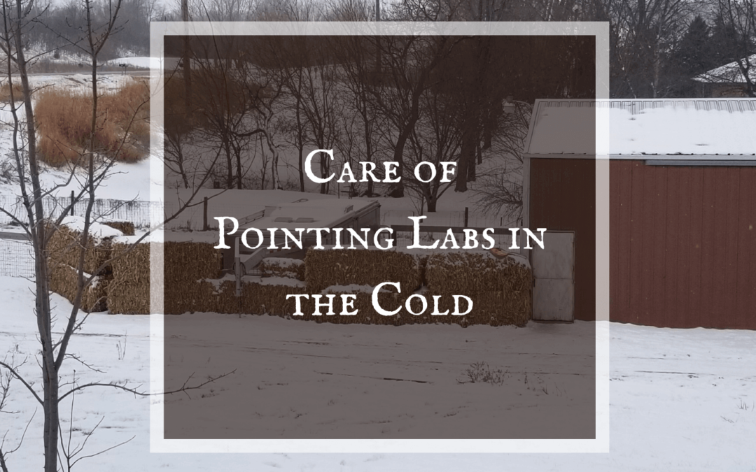 4 Things to Know About Caring for your Pointing Lab in Cold Weather