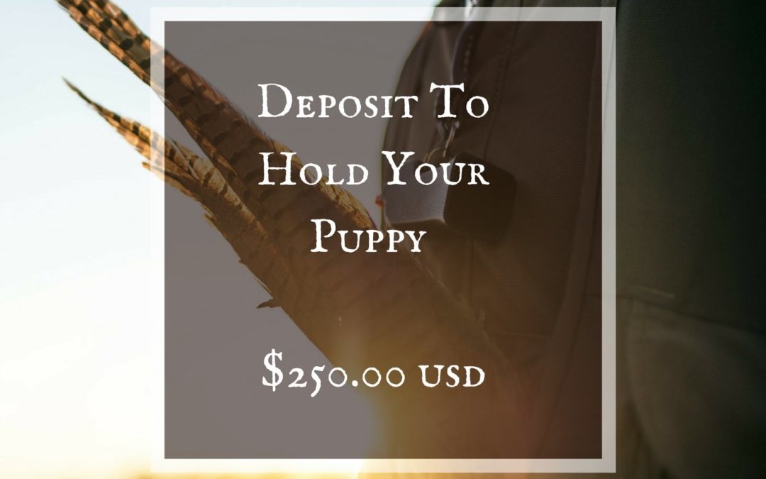 Puppy Availability — When should I have my deposit in?