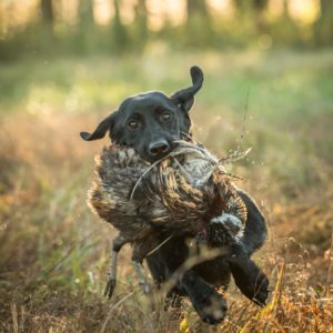 Stella HPK Female Pointing Lab