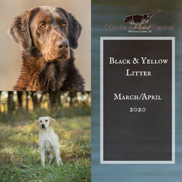 Black and Yellow Pointing Labs for Sale