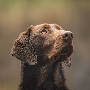 Bear HPK male Pointing Lab