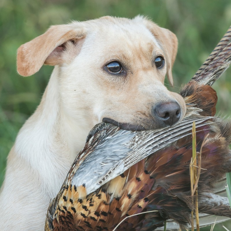 Bindy HPK Female Pointing Lab