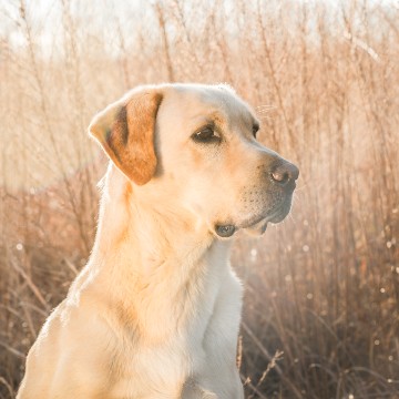 how to find labrador breeders