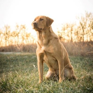 Capone HPK male Pointing Lab