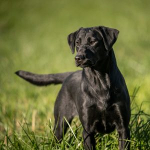 Cessna HPK Female Pointing Lab