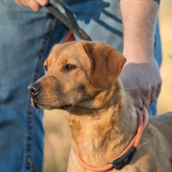 Georgia HPK Female Pointing Lab