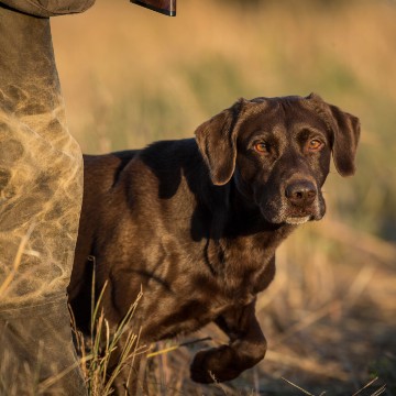 Griz HPK male Pointing Lab