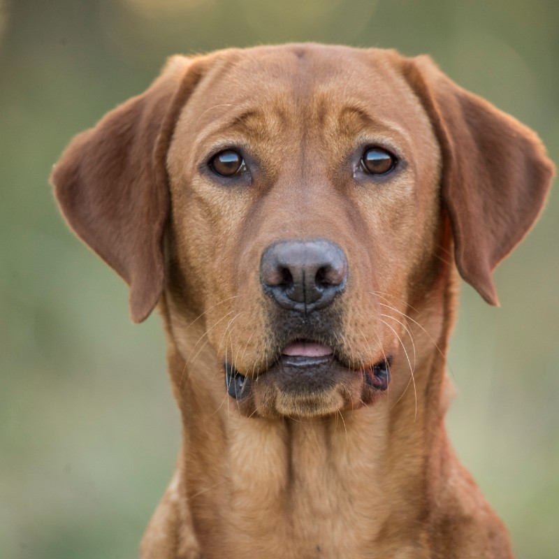 Ruby HPK Female Pointing Lab