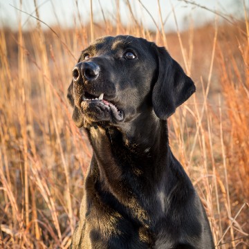 Scotch HPK male Pointing Lab