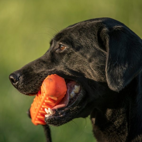 Seal HPK Female Pointing Lab