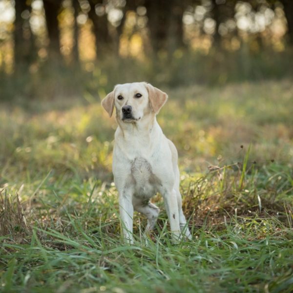 Sugar Smack HPK Female Pointing Lab