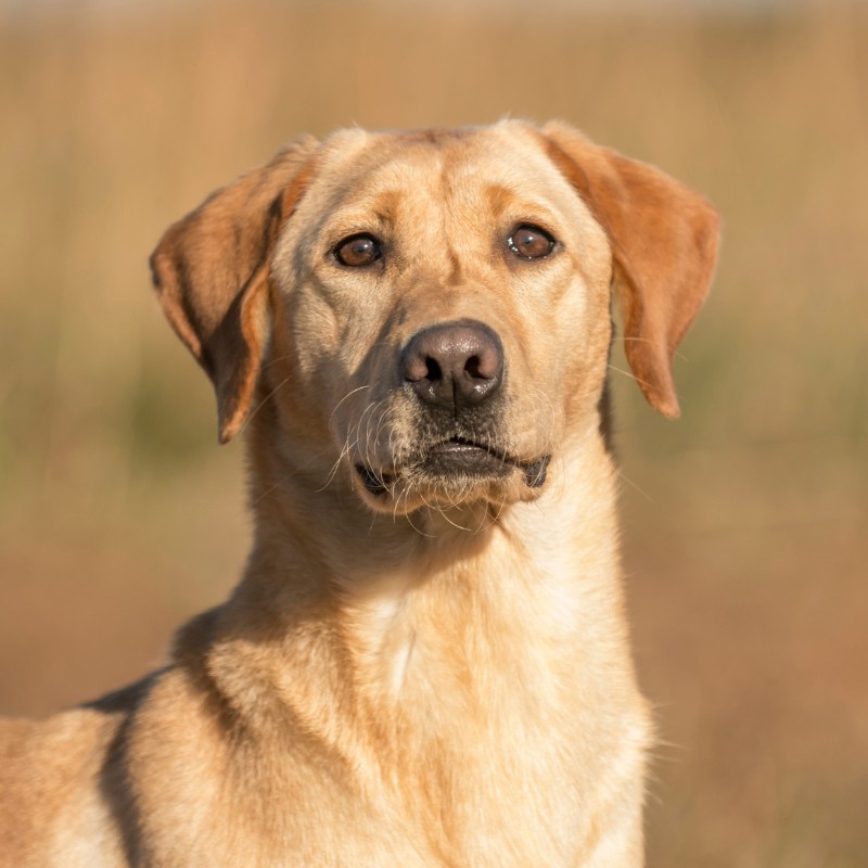 Cherry Brandy HPK Female Pointing Lab