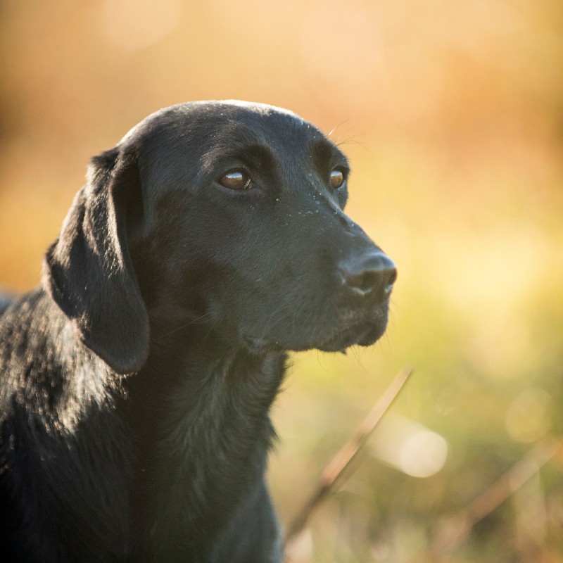 Miss Elley HPK Female Pointing Lab