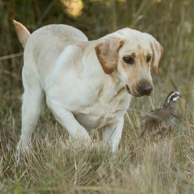 Elsa HPK Female Pointing Lab