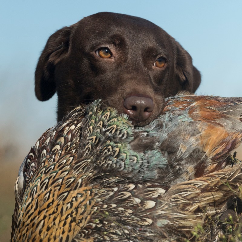 Sam HPK Female Pointing Lab