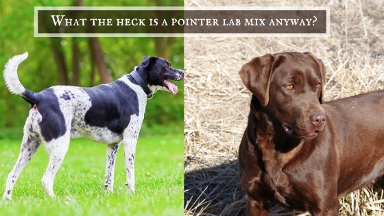 Pointer lab mix versus Pointing Lab