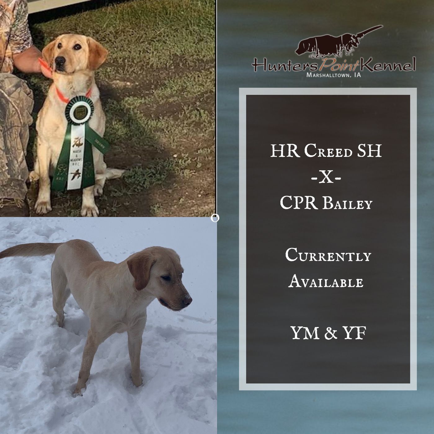 HR Creed SH -X- CPR Bailey - Yellow Pointing Lab Puppies
