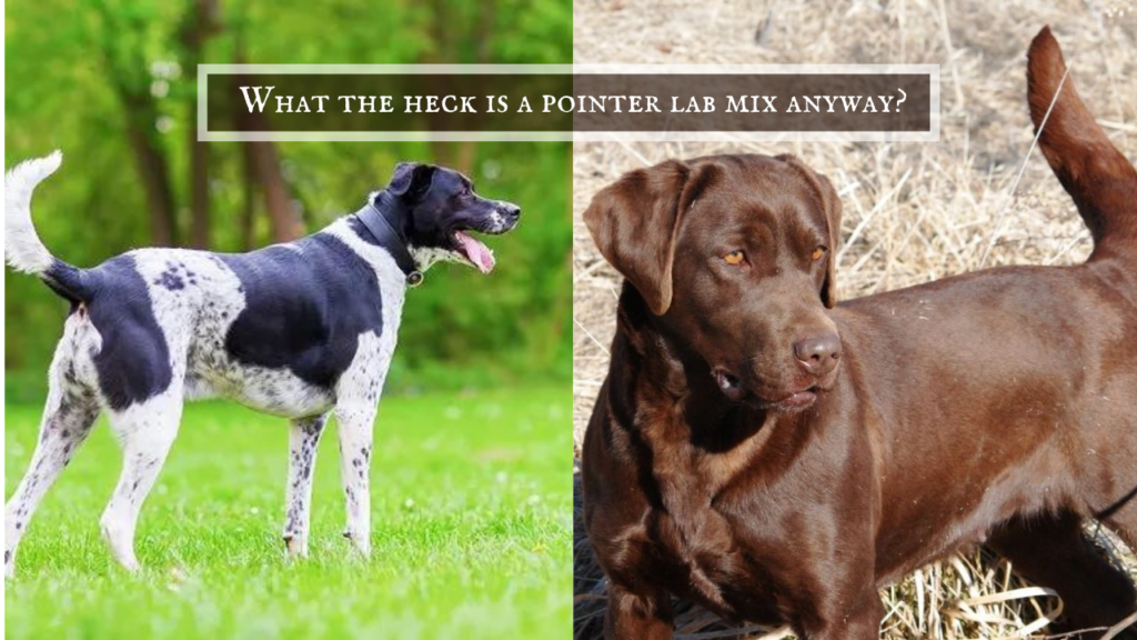 What is a pointer lab mix? - Pointing Lab