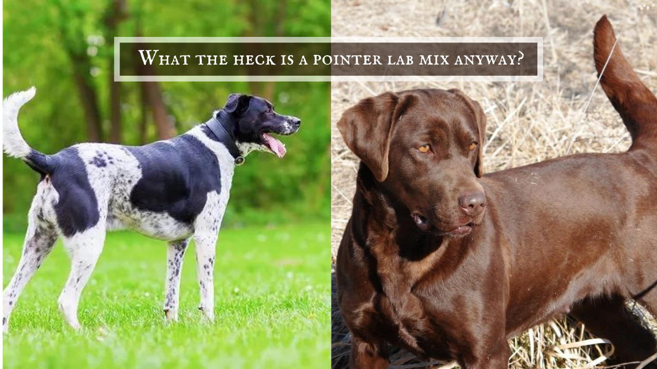 Pointer lab mix versus Pointing Lab