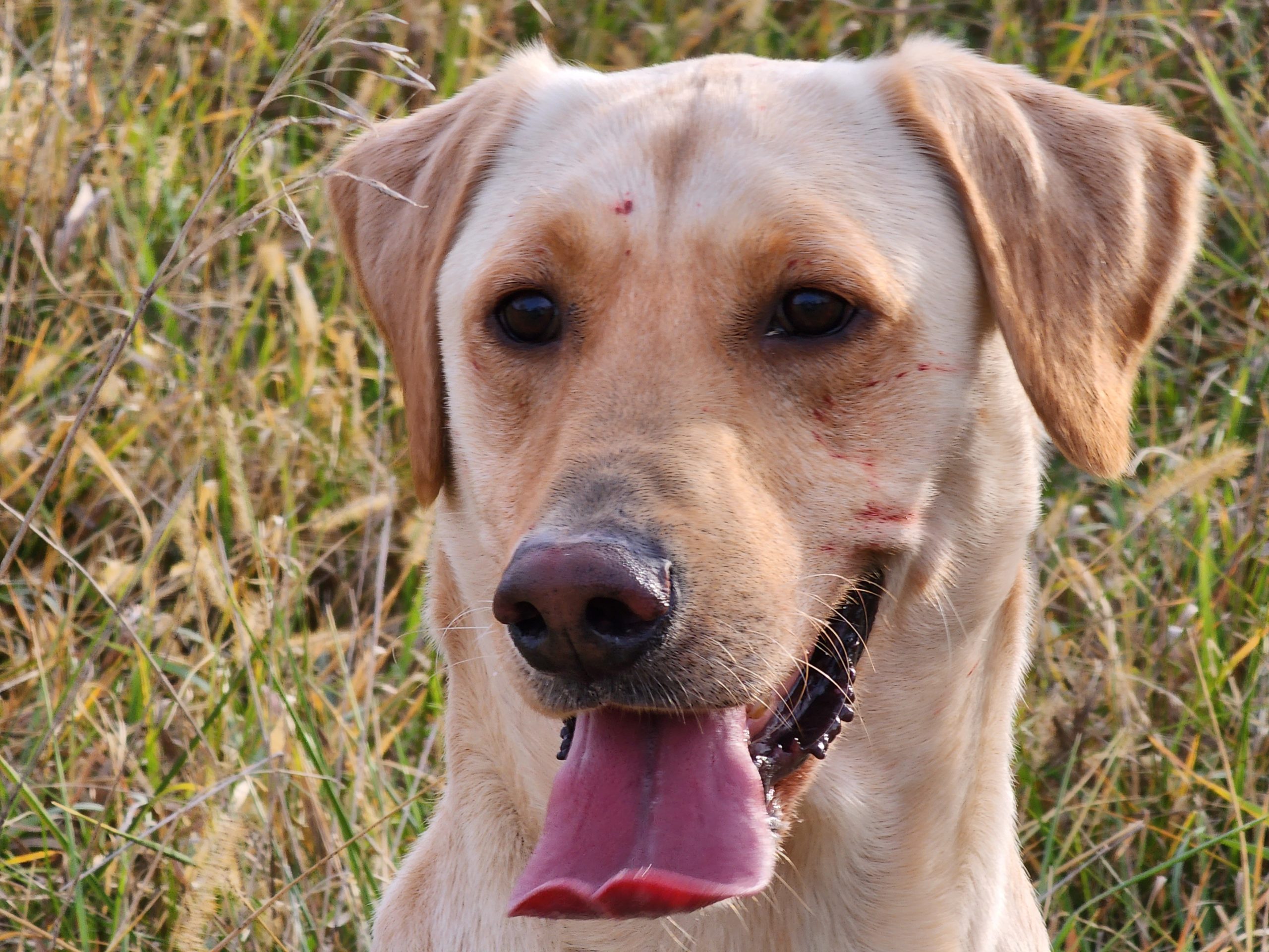 MPR Drifter -X- CPR Sugar Smack — Yellow (Lighter Yellow) Pointing Lab  Puppies - Pointing Lab